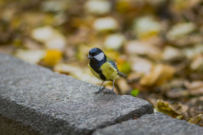 Close-up of bird on rock