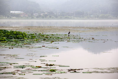 Scenic view of sea