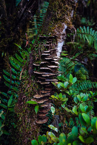 Close-up of moss growing on tree trunk