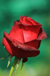 Close-up of wet red rose