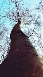 Low angle view of bare tree against sky