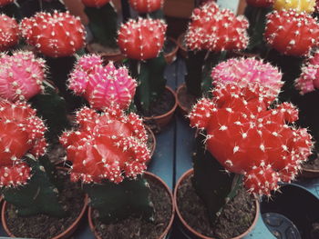 High angle view of potted plant