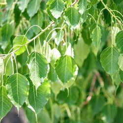 Close-up of fresh green leaves on plant