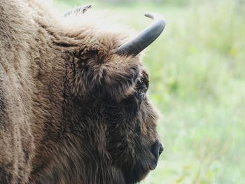 Close-up of a bison