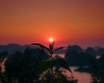 Close-up of silhouette plant against romantic sky at sunset