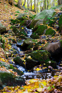 Stream flowing through rocks in forest