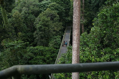 Man walking on footbridge in forest