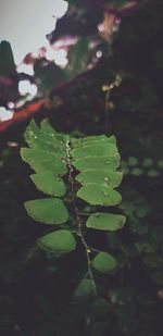 Close-up of wet leaves