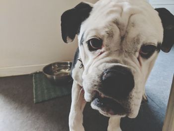Close-up portrait of dog at home