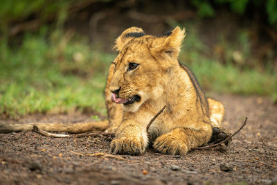 Close-up of lion cub lying licking nose