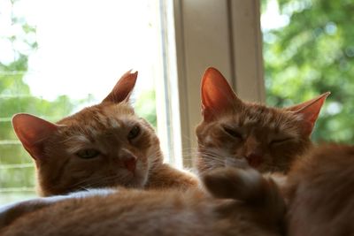 Close-up of cats resting