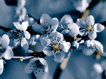 Close-up of white cherry blossoms