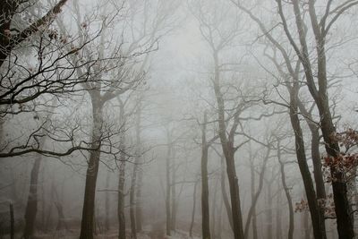 Dark foggy forest during the winter season