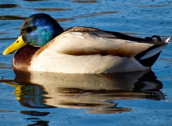 Close-up of duck swimming in lake