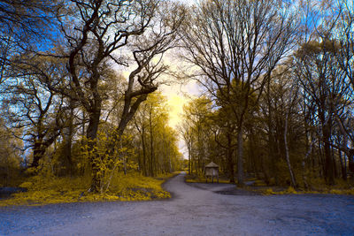 Empty road along trees