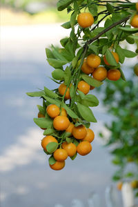 Close-up of fruits growing on tree