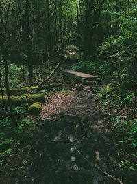 Trees in forest