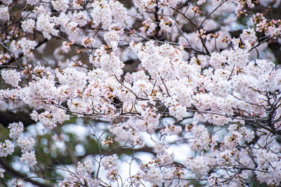 Close-up of cherry blossoms in spring