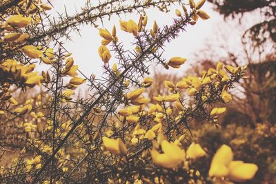 Low angle view of yellow flowering plants