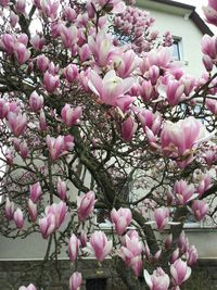 Close-up of pink flowering plant