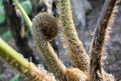 Close-up of plant