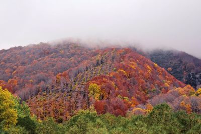 Scenic view of trees against sky