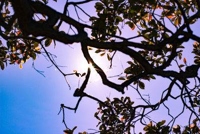Low angle view of flowering tree against sky