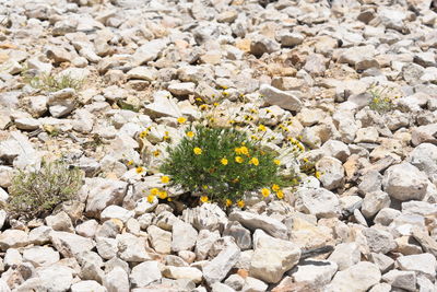 Close-up of yellow flowers on pebbles