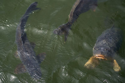 High angle view of fish swimming in lake