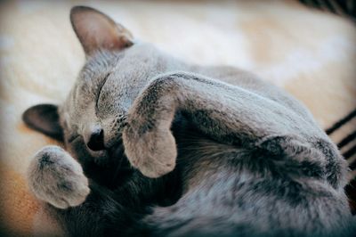 Close-up of cat sleeping