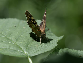 Close-up of butterfly on leaves