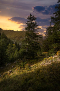 Scenic view of trees against sky during sunset