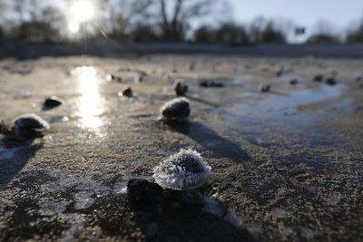 Close-up of ice on beach