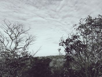 Bare trees on field against cloudy sky