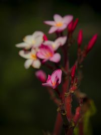 Close-up of pink flowers