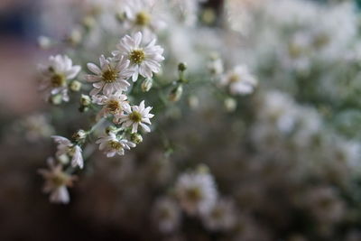 Close-up of white cherry blossom