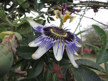 Close-up of purple flowers blooming outdoors