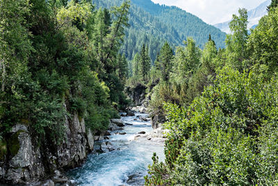 Scenic view of river flowing amidst trees in forest