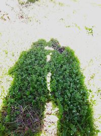 Plant growing on wall