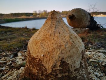 Close-up of wood on field
