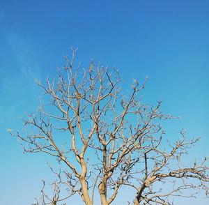 Low angle view of bare tree against clear blue sky