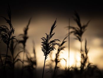 Close-up of silhouette plants against sunset sky