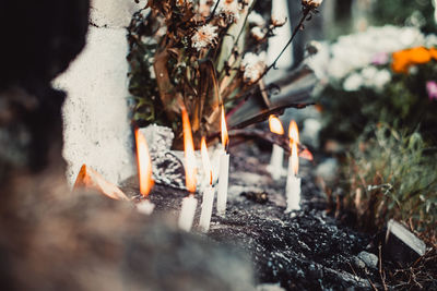 Close-up of bonfire on wooden log