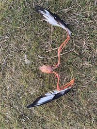 High angle view of bird on field