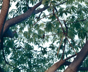 Low angle view of hand on tree