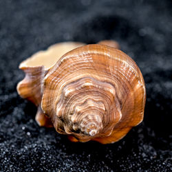 Close-up of hemifusus tuba sea shell on a black sand background