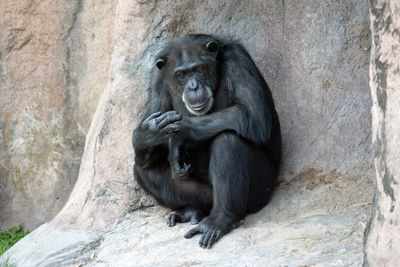 Close-up of monkey sitting on tree