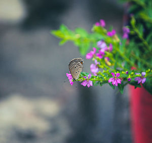 Close-up of butterfly pollinating on pink flower