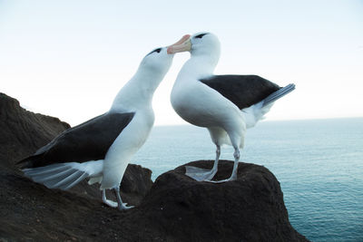 Two birds perching on rock by sea