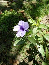 Close-up of flower blooming outdoors